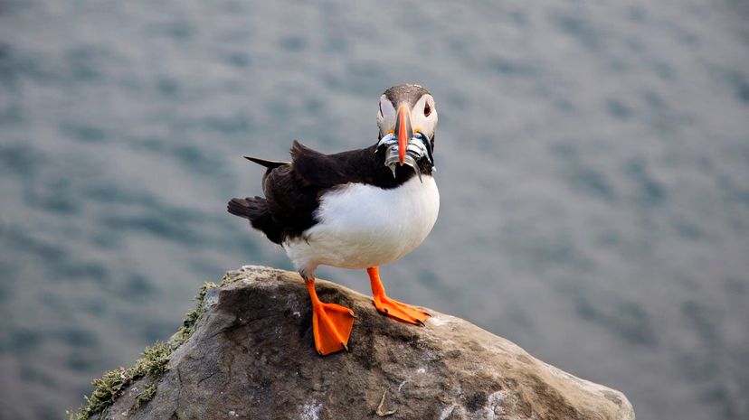 Atlantic puffin