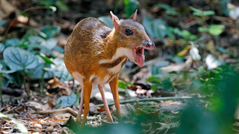 Chevrotain