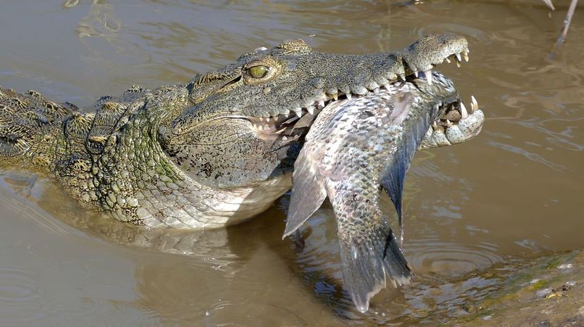 Q 17 Crocodile without food