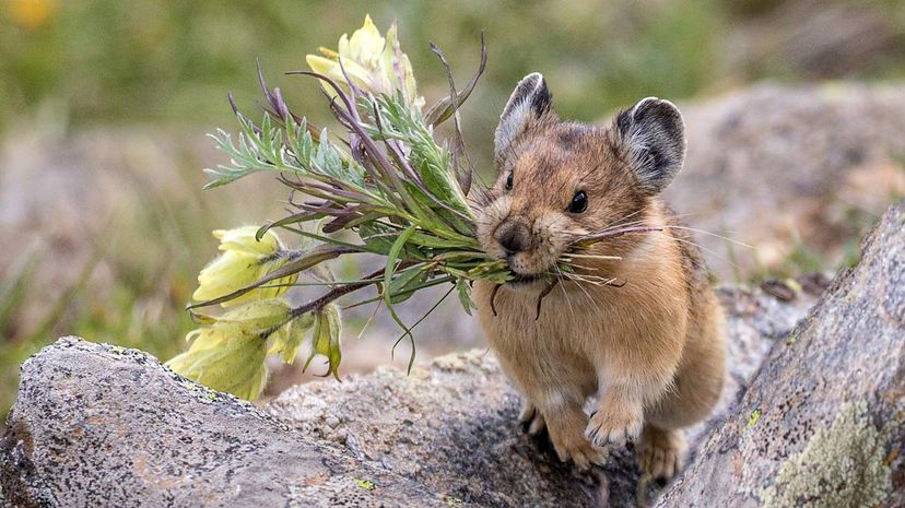 Pika