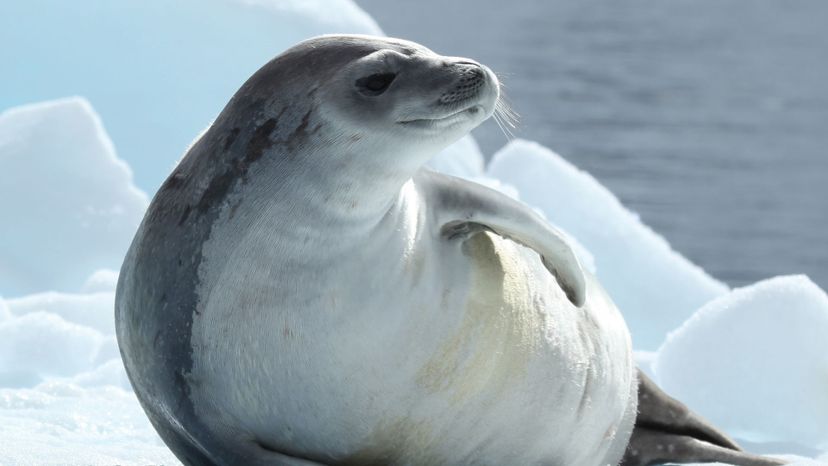 Crabeater Seal