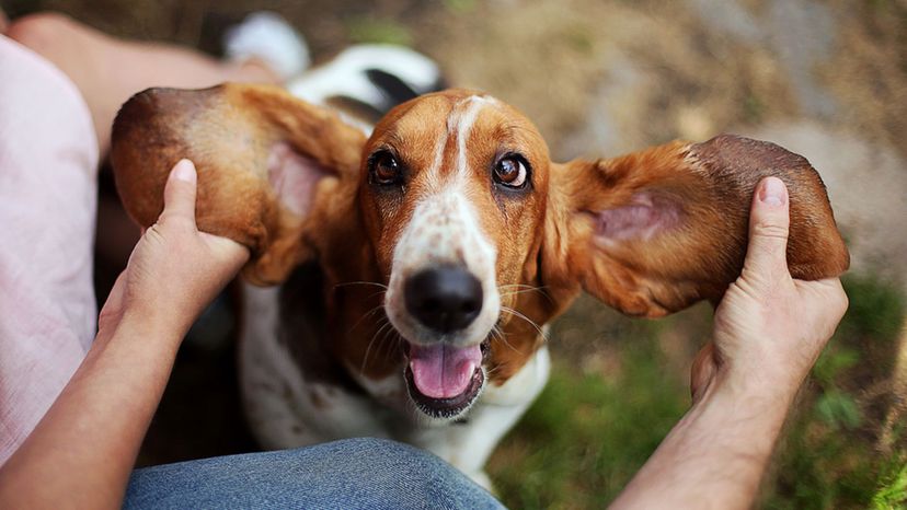 Basset Hound