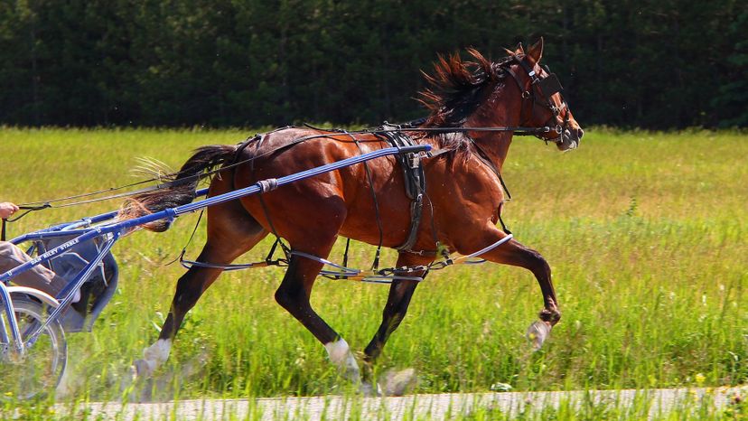 Standardbred