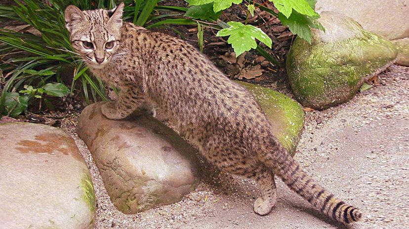 Geoffroy's Cat