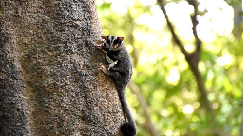 Sugar Glider