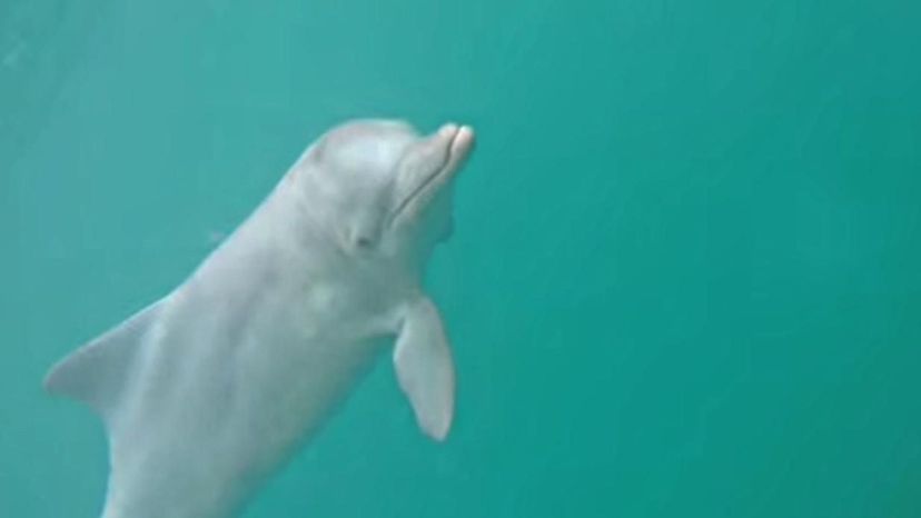 Australian Humpback Dolphin