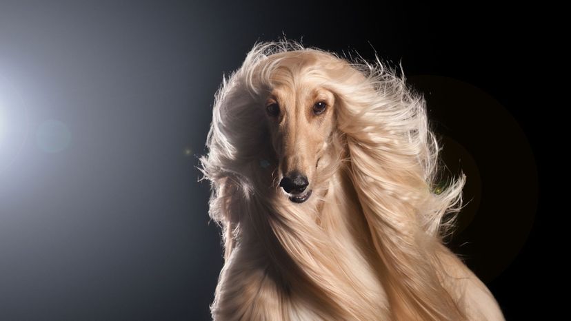 Can You Identify These Long-Haired Dog Breeds From An Image?