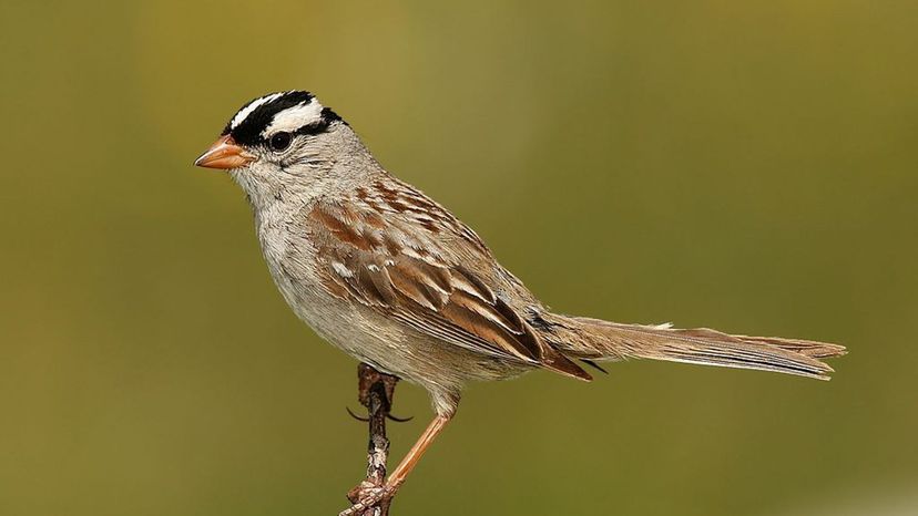 White-crowned-Sparrow