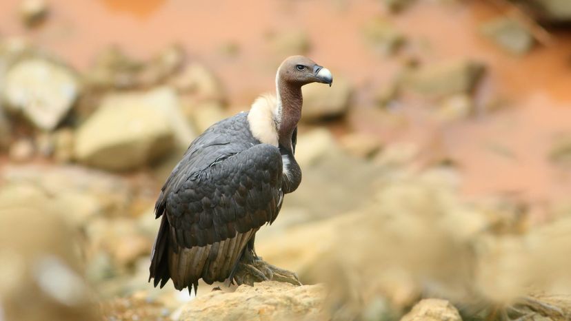 White-Rumped Vulture