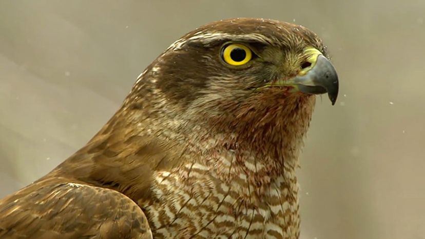 Northern Goshawk