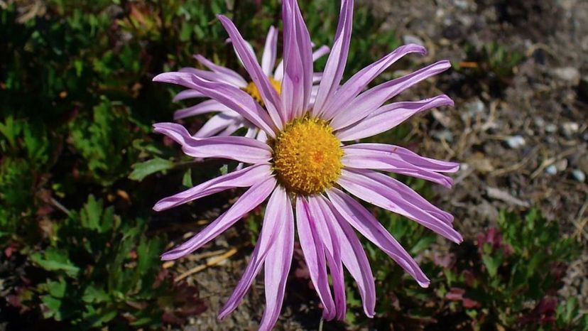 chrysanthemum