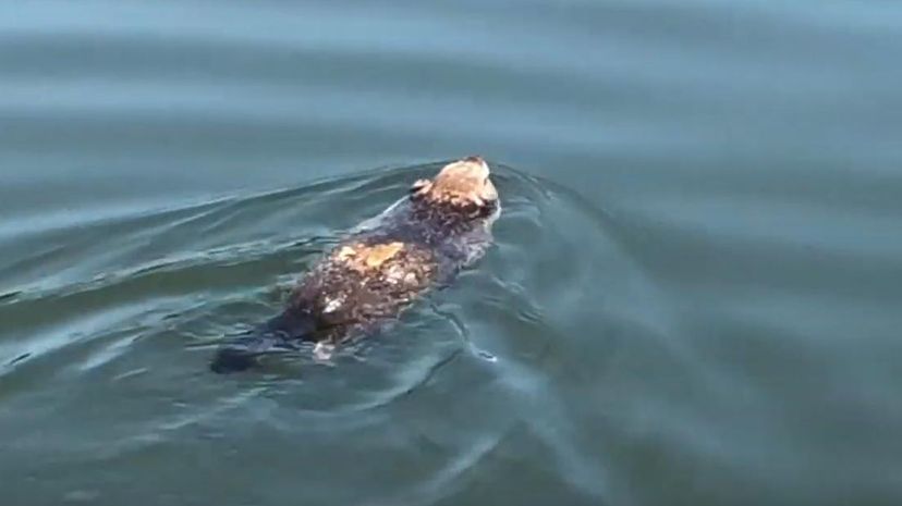 Groundhog / Woodchuk swim