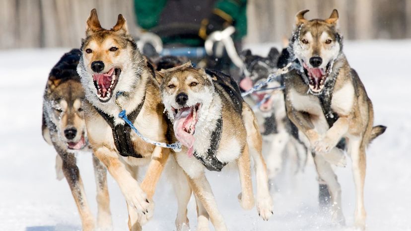 10 Sled Dog