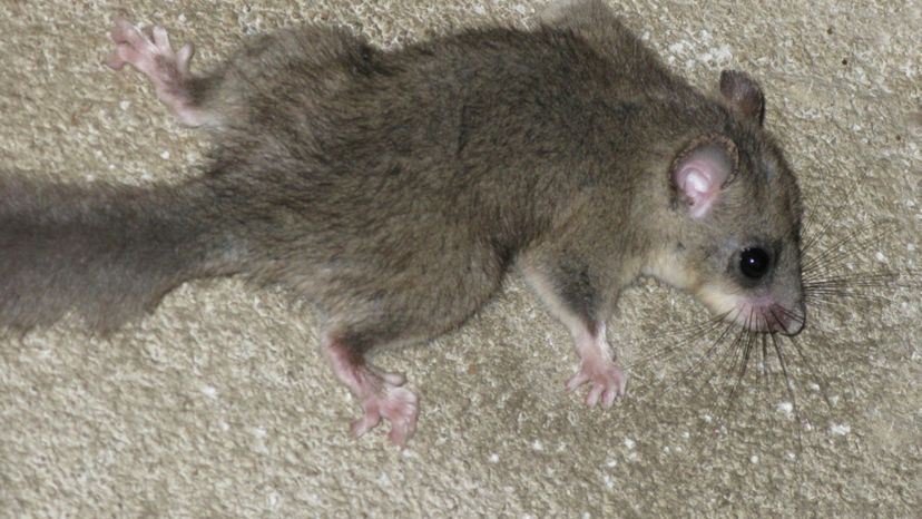 Edible Dormouse