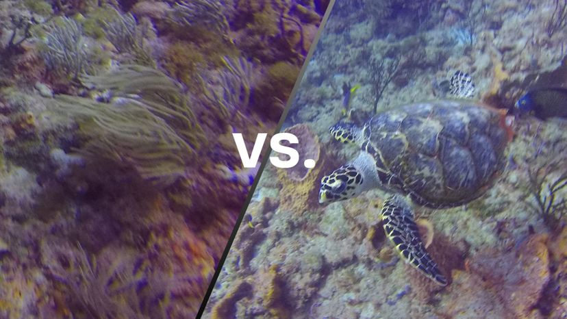 Coral vs Turtle