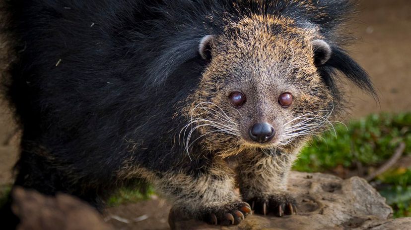 Binturong