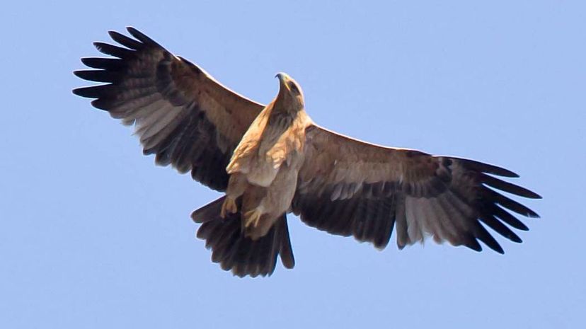 Spanish imperial eagle