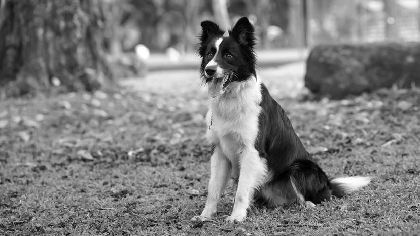 Border Collie