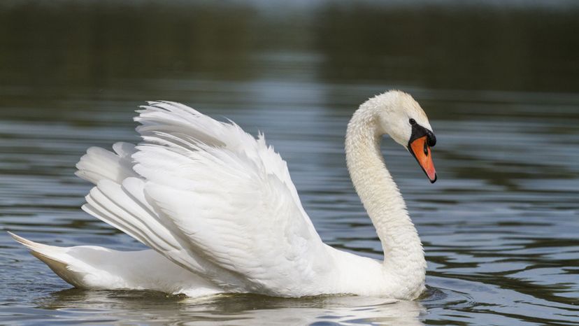 Mute Swan