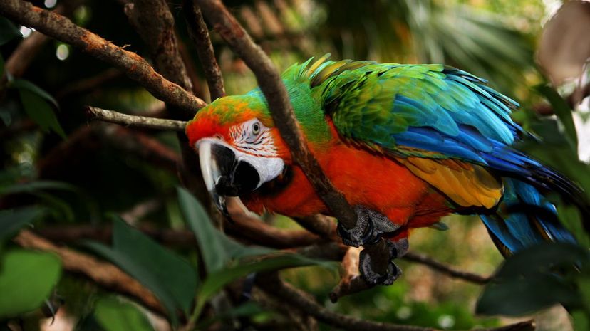 Q 10 Amazon macaw bird
