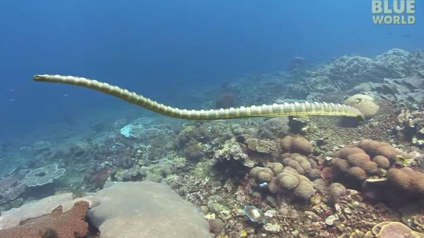 Beaked sea snake