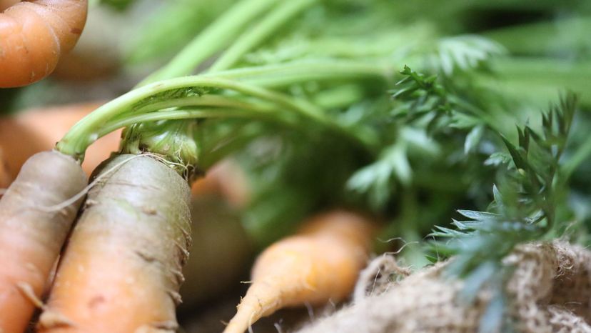 Carrots closeup