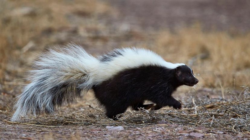 Skunk