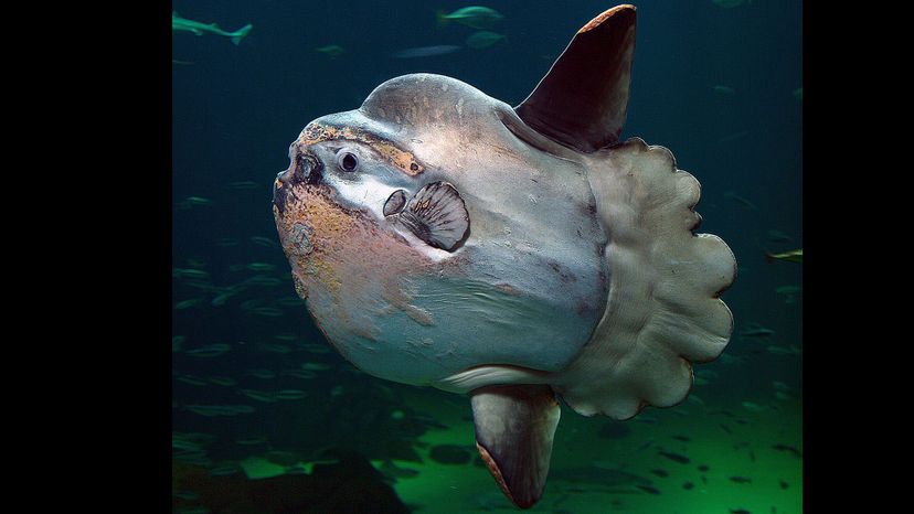 Sunfish