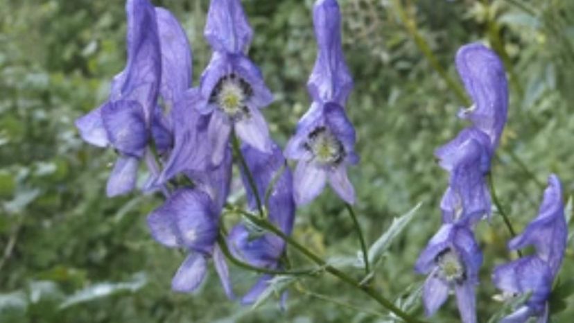 Aconite, wolfsbane and monkshood (aconitum genus)