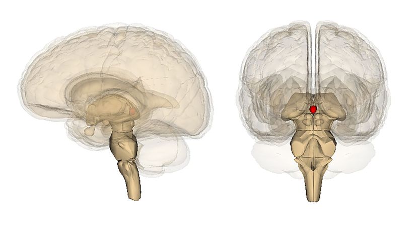 Pineal_gland