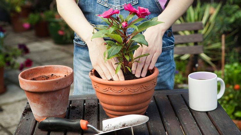 16 Potting a flowering plant