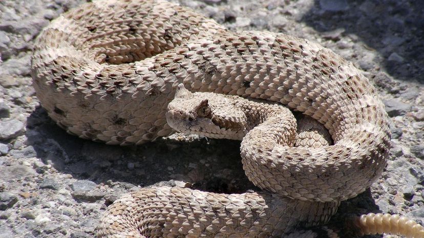 Rattlesnake