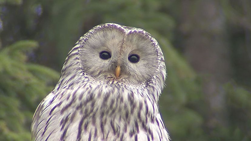 Ural Owl