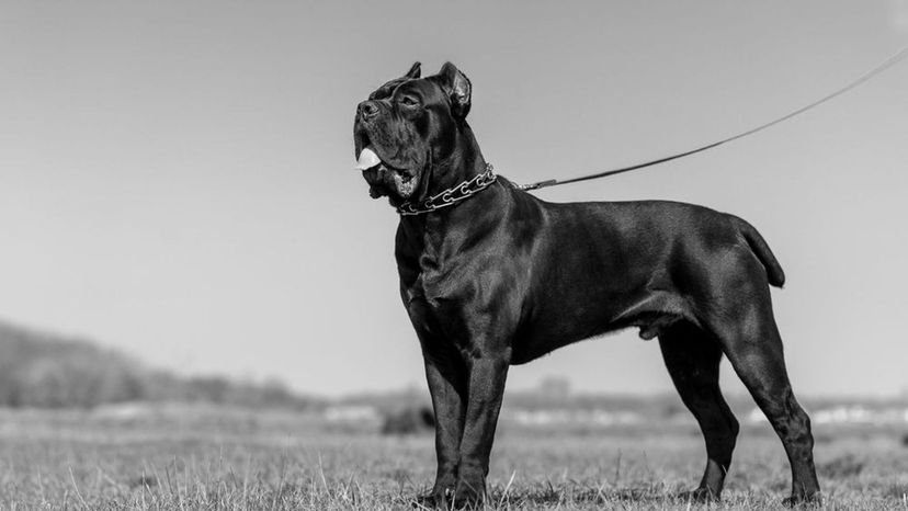 Cane Corso