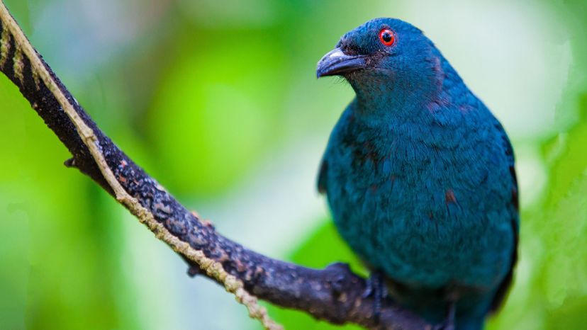 Asian Fairy-Bluebird