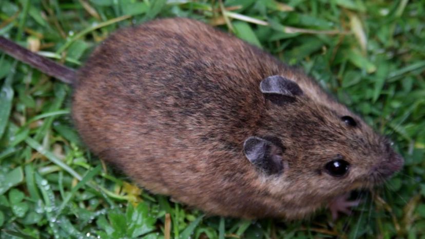 St. Kilda Field Mouse