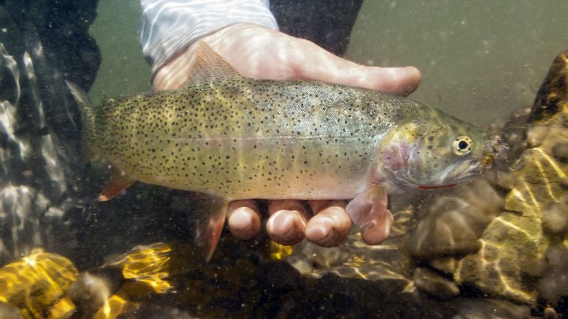 Westslope cutthroat trout