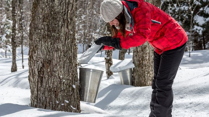 Woman checking maple syrup tap