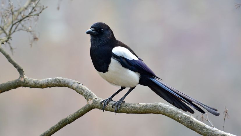 Magpie