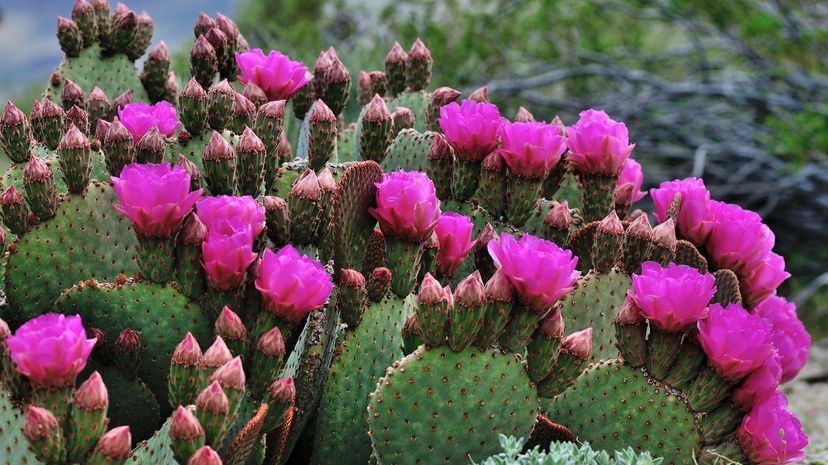 Q 30 Flowering Cactus