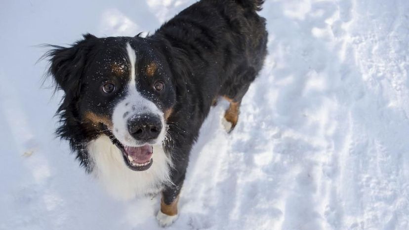 Bernese Mountain Dog