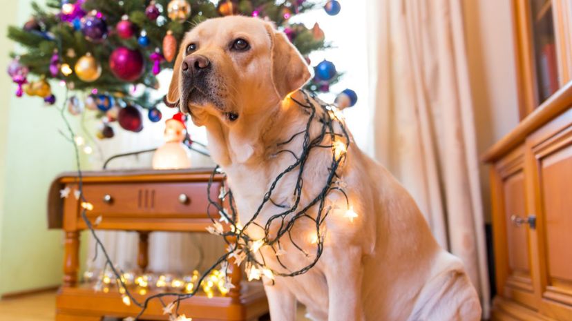 Dog Tangled in Ornaments