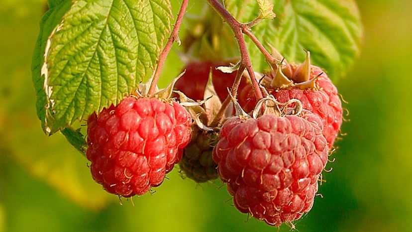 Raspberry