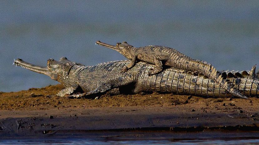 Q 25 Gators with their babies