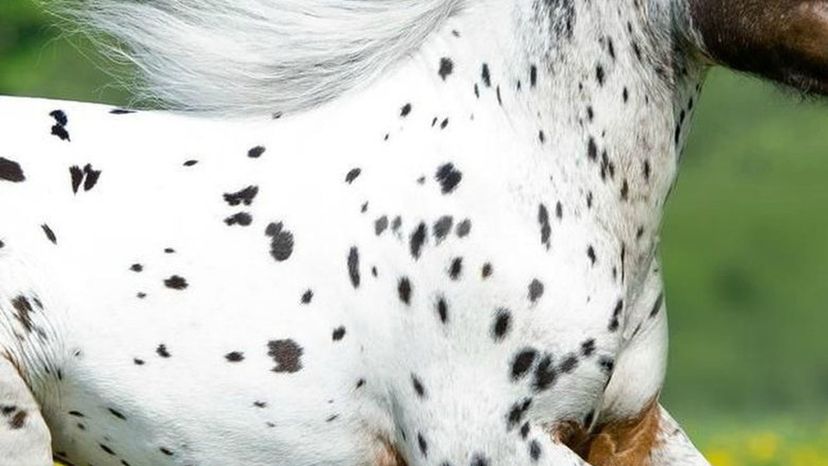 Appaloosa