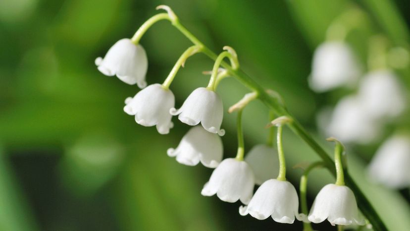 Lily of a Valley