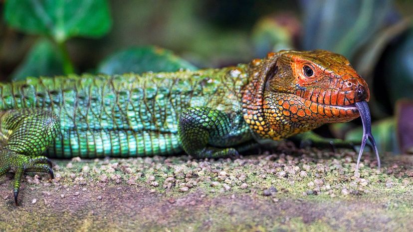 Caiman Lizard