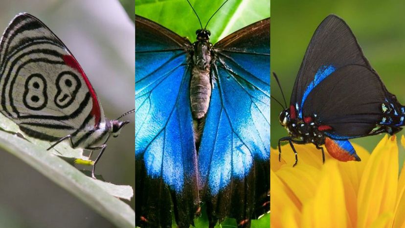 97% of People Can't Name These Butterflies from just one Image! Can You?