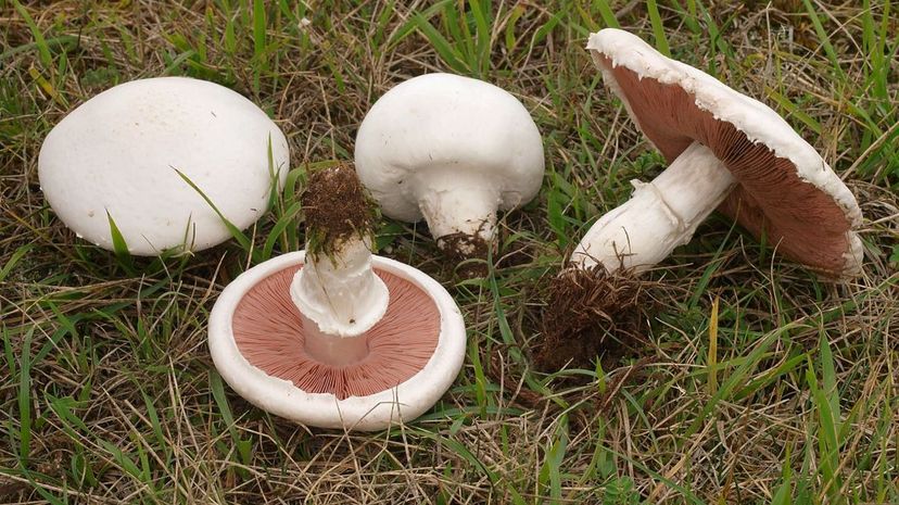 Field Mushroom