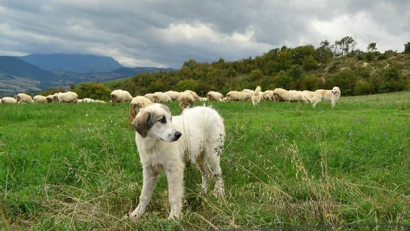 Anatolian Shephard Dog